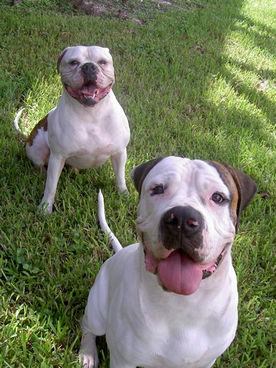 Jorge's Dogs - Tyson and Hunter