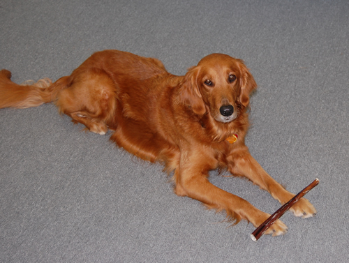 Lucy patiently waiting...  Geez, can I eat this already??