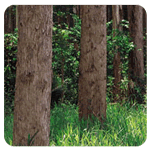 Lyptus Wood